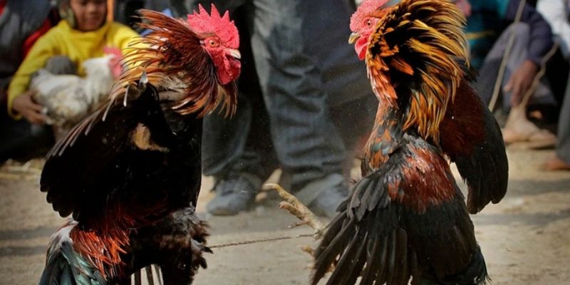 Hình thức cược siêu hấp dẫn tại đá gà 789F